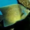 koran angelfish for sale