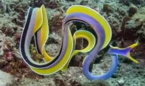 leaf-nosed moray eel care