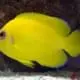 lemon peel angelfish for sale