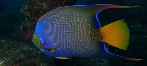 queen angelfish