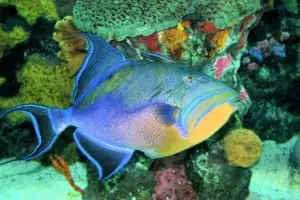 queen triggerfish