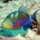 queen triggerfish for sale