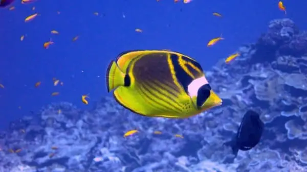 raccoon butterfly fish