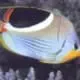 Saddleback butterfly fish for sale