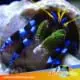 blue legged hermit crab