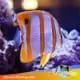 copperband butterflyfish for sale