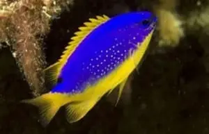 Fiji Blue Devil Damselfish