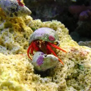hermit crab