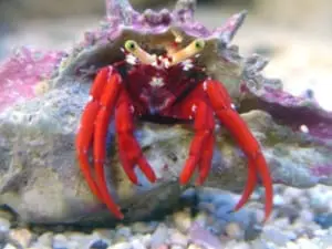 hermit crab for sale