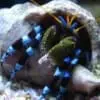 Blue leg hermit crab - Image 2