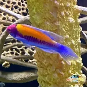 lubbock wrasse for sale