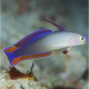 purple firefish