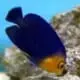 pygmy angelfish