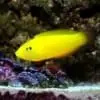 yellow coris wrasse