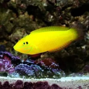 yellow coris wrasse