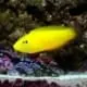 yellow coris wrasse