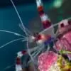 Banded Coral Shrimp - Image 2
