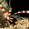 Banded Coral Shrimp - Image 3