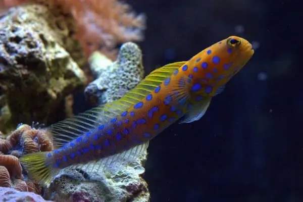 blue spotted jawfish for sale