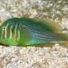 Green Clown Goby - Image 2