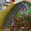 Green Clown Goby for sale