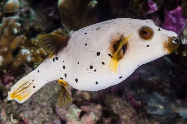 dogface puffer for sale