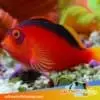 hawkfish for sale