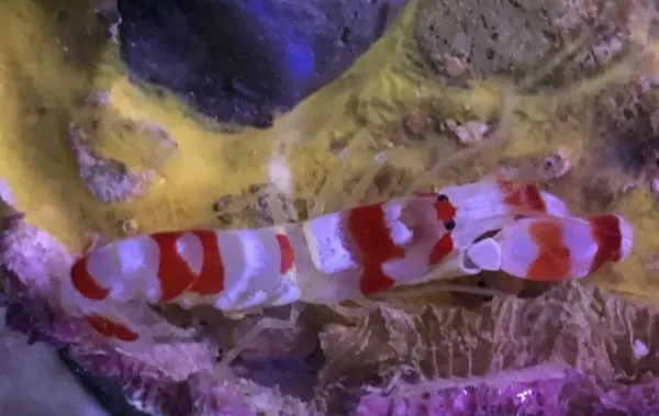 pistol shrimp