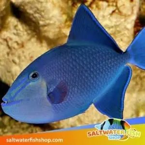 saltwater fish store