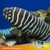 Green Wolf Eel - Image 2