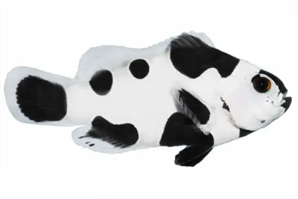 Black Storm Clownfish - Image 2