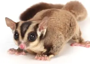 sugar glider lifespan