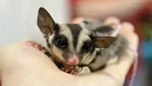 sugar glider size