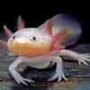 Axolotl breeders