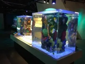 custom acrylic aquarium