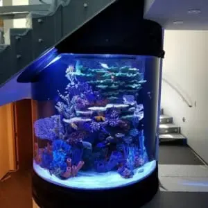 custom acrylic aquariums