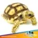 Sulcata tortoise for sale