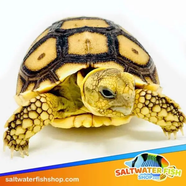 baby Sulcata tortoise