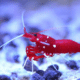 blood red fire shrimp