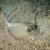 stingray for sale