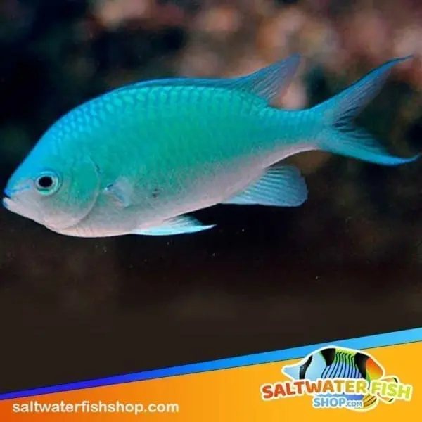 Green Chromis for sale