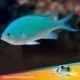 Green Chromis for sale