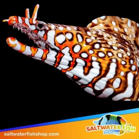 Dragon Eel for sale