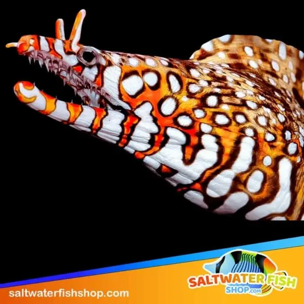 Dragon Eel for sale