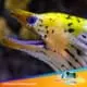 yellow head moray eel for sale