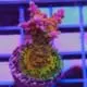 Crunch Berry Acropora