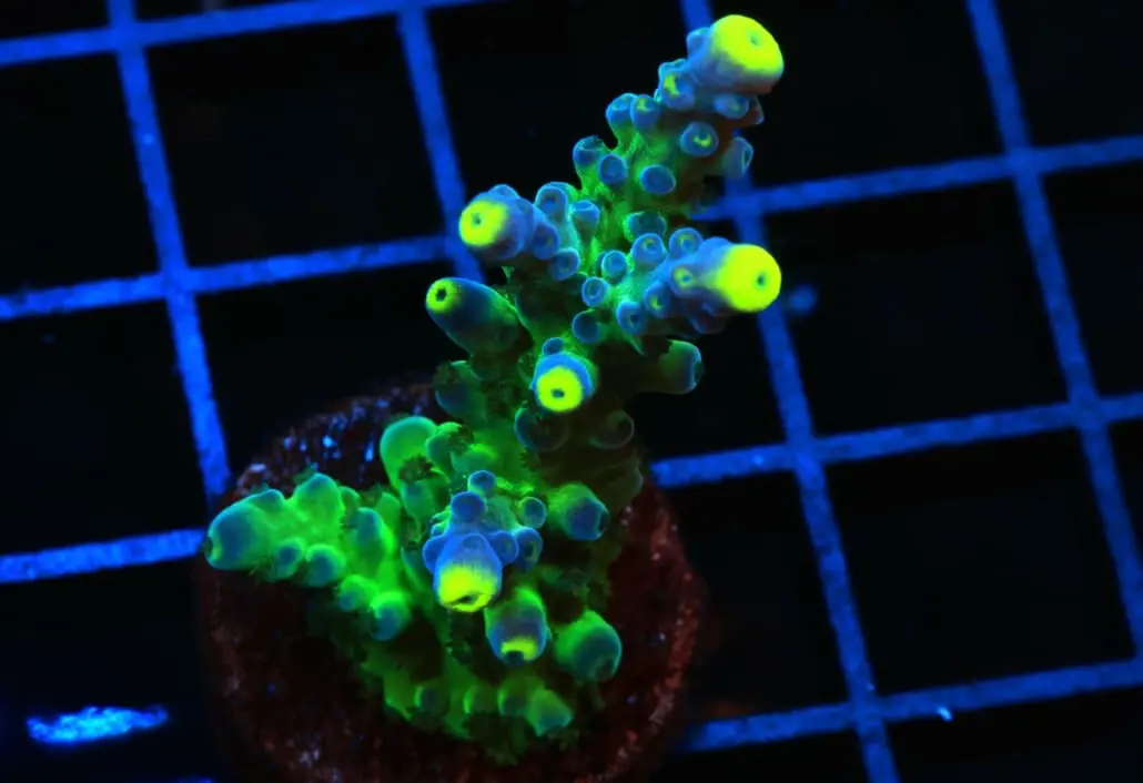 Ice Cap Acropora Coral for sale