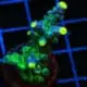 Ice Cap Acropora Coral for sale