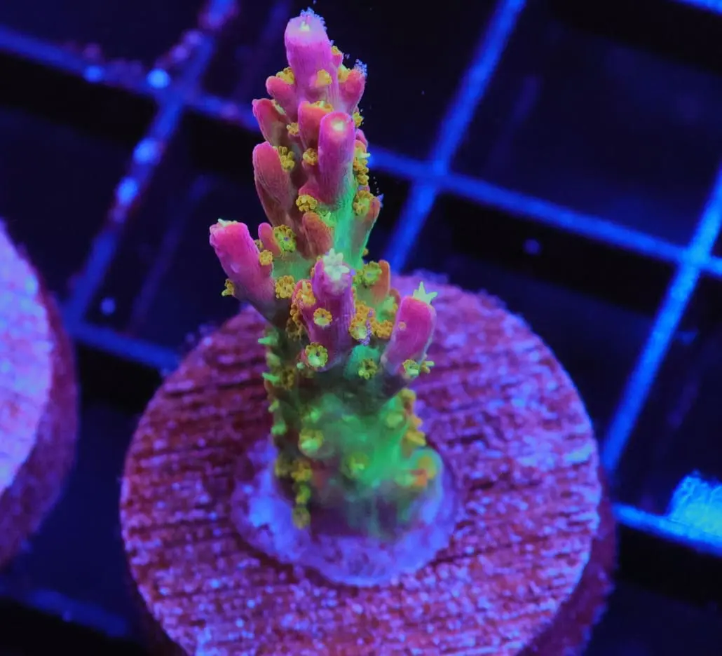Kilimanjaro Acropora coral for sale