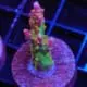 Kilimanjaro Acropora coral for sale
